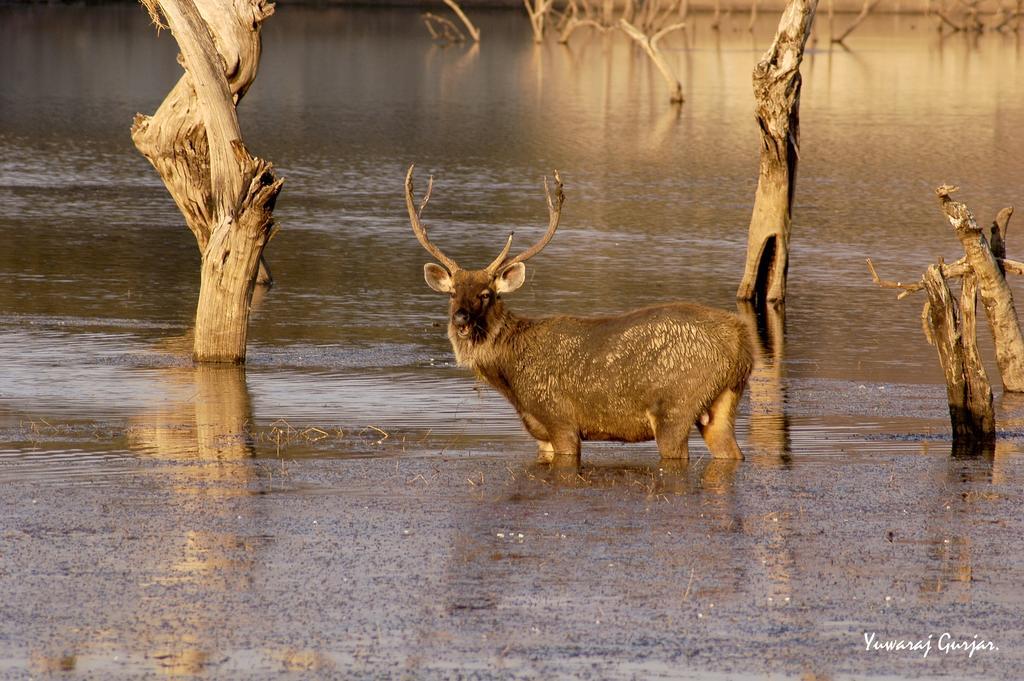Mogli Resort Kanha Bagian luar foto